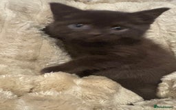 British Shorthair cats for sale: GCCF Registered 5 Generation British Shorthair - Image 4