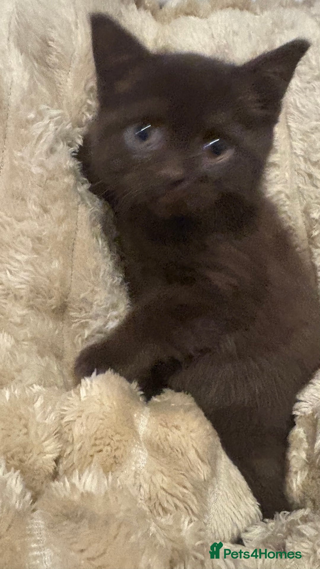 British Shorthair cats for sale: GCCF Registered 5 Generation British Shorthair - Image 4