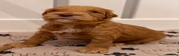 Australian Labradoodle dogs for sale: Australian Labradoodles Multigenerational  - Advert 29
