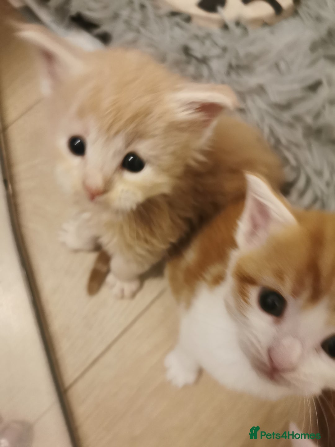 Mixed Breed cats for sale: Maine coon cross kittens for sale - Advert 9