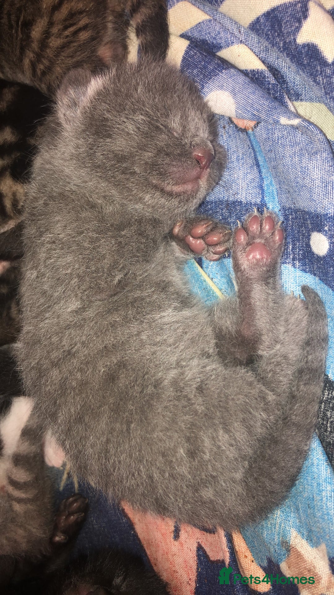Mixed Breed cats for sale: 7 beautiful Kittens Looking for Forever homes - Image 9