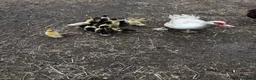 Ducks poultry for sale: Muscovy ducklings  in Newcastle upon Tyne - Advert 5