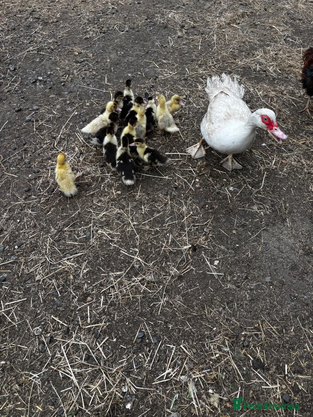 Ducks poultry for sale: Muscovy ducklings  in Newcastle upon Tyne - Advert 5