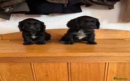 Cocker Spaniel dogs for sale: Quality KC Cocker Spaniels  - Image 2