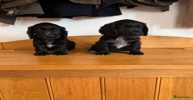 Cocker Spaniel dogs - Advert 7