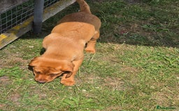 Labrador Retriever dogs for sale: Fully Health Tested KC Fox Red Labrador Puppies in York - Image 5