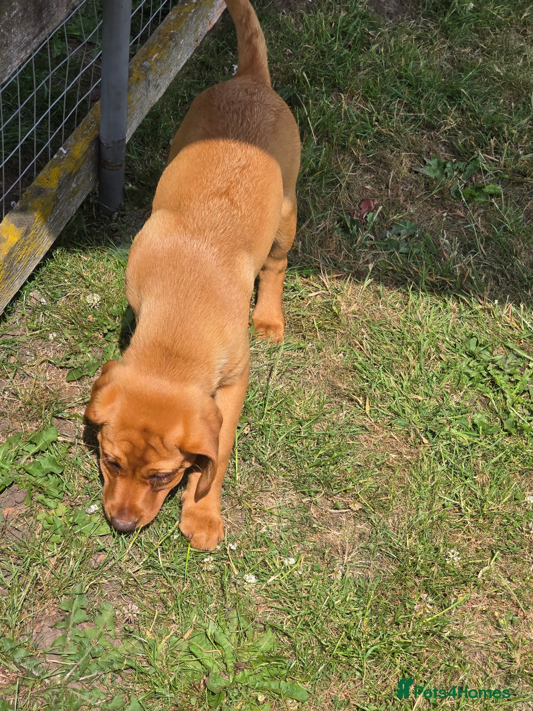 Labrador Retriever dogs for sale: Fully Health Tested KC Fox Red Labrador Puppies in York - Image 5