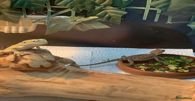 Bearded Dragon reptiles - Advert 3