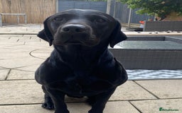 Labrador Retriever dogs for stud: Proven KC Labrador Stud in Stoke-on-Trent - Image 26