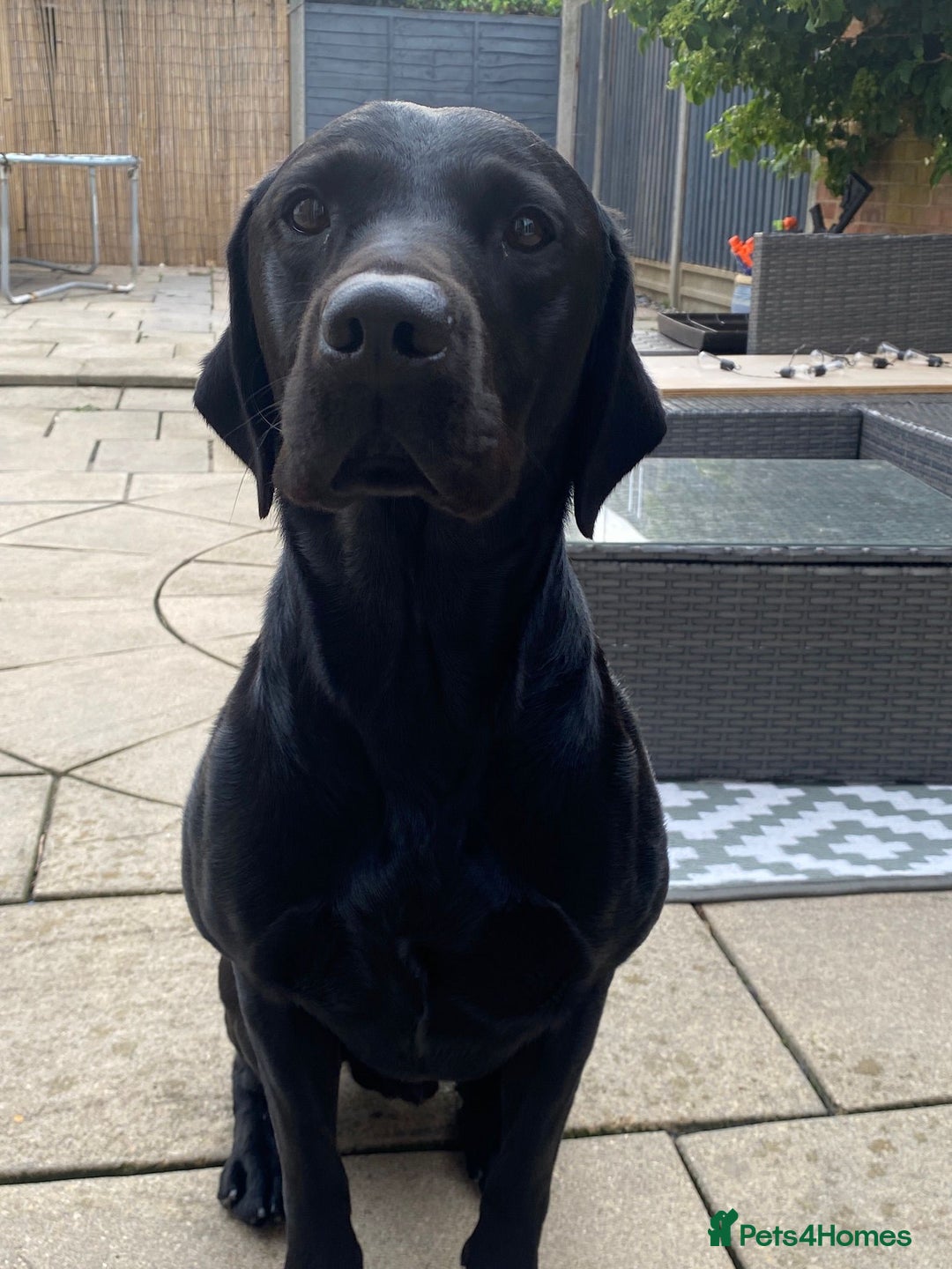 Labrador Retriever dogs for stud: Proven KC Labrador Stud in Stoke-on-Trent - Image 26