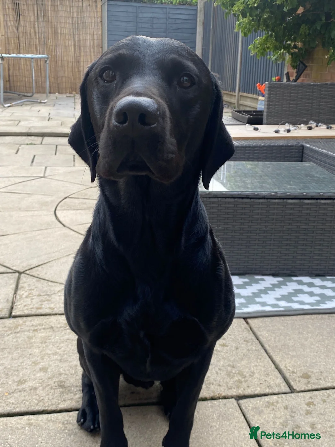 Labrador Retriever dogs for stud: Proven KC Labrador Stud in Stoke-on-Trent - Advert 26