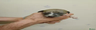 Whippet 4