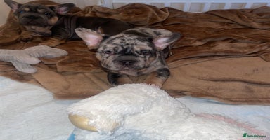 French Bulldog dogs - Advert 5