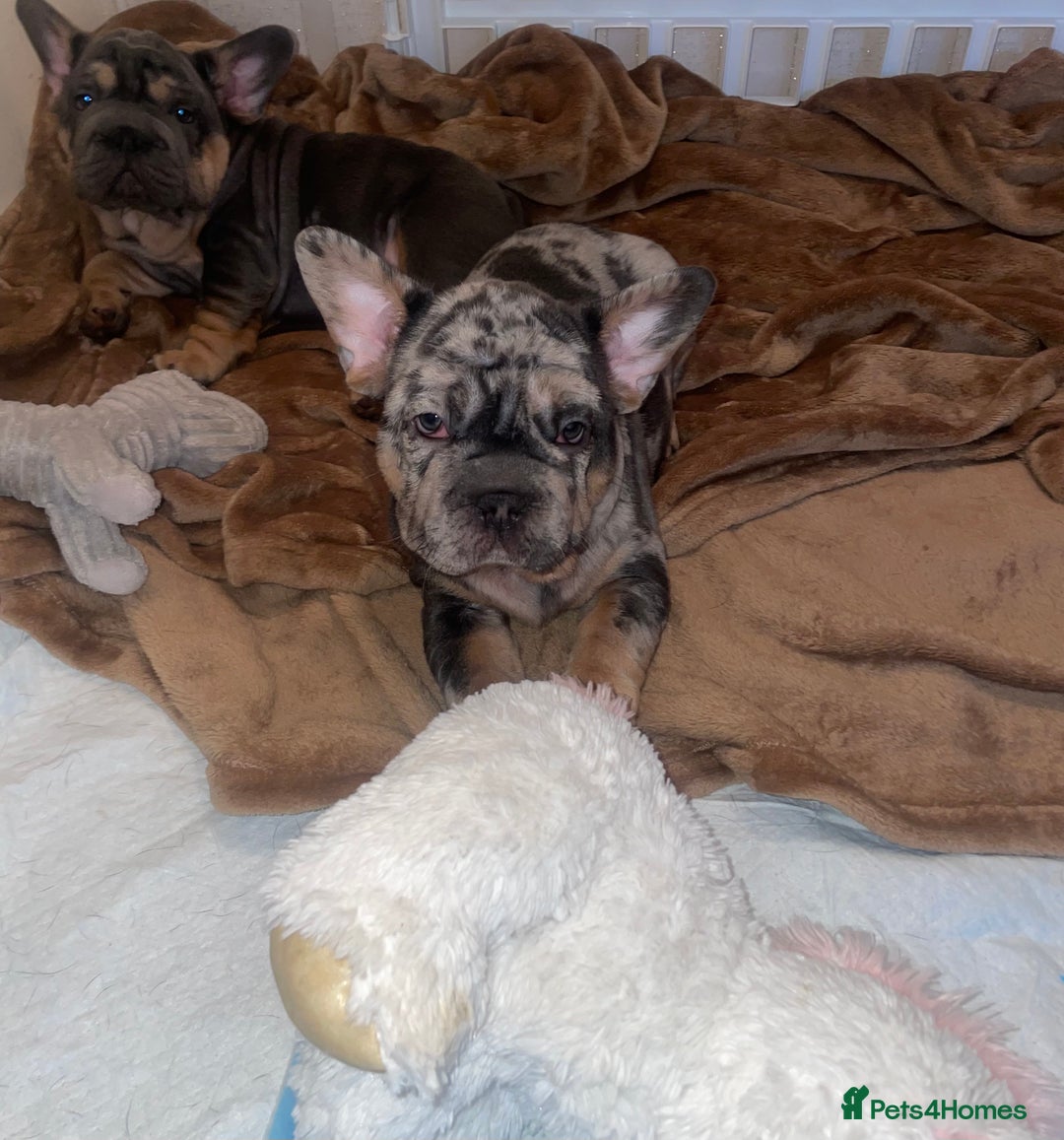 French Bulldog dogs for sale: Only 1 boy left and ready to leave 😍 - Advert 5