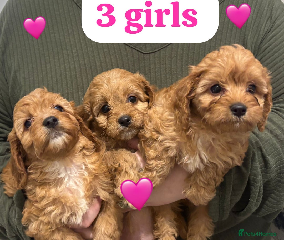 Cavapoo dogs for sale: Cavapoo - Advert 4