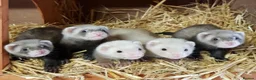 Ferret rodents for sale: Beautiful Baby Ferrets For Sale - Ready soon in Whitby - Advert 7