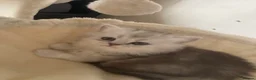Scottish Fold cats for sale: Scottish Fold/Straight - Advert 2