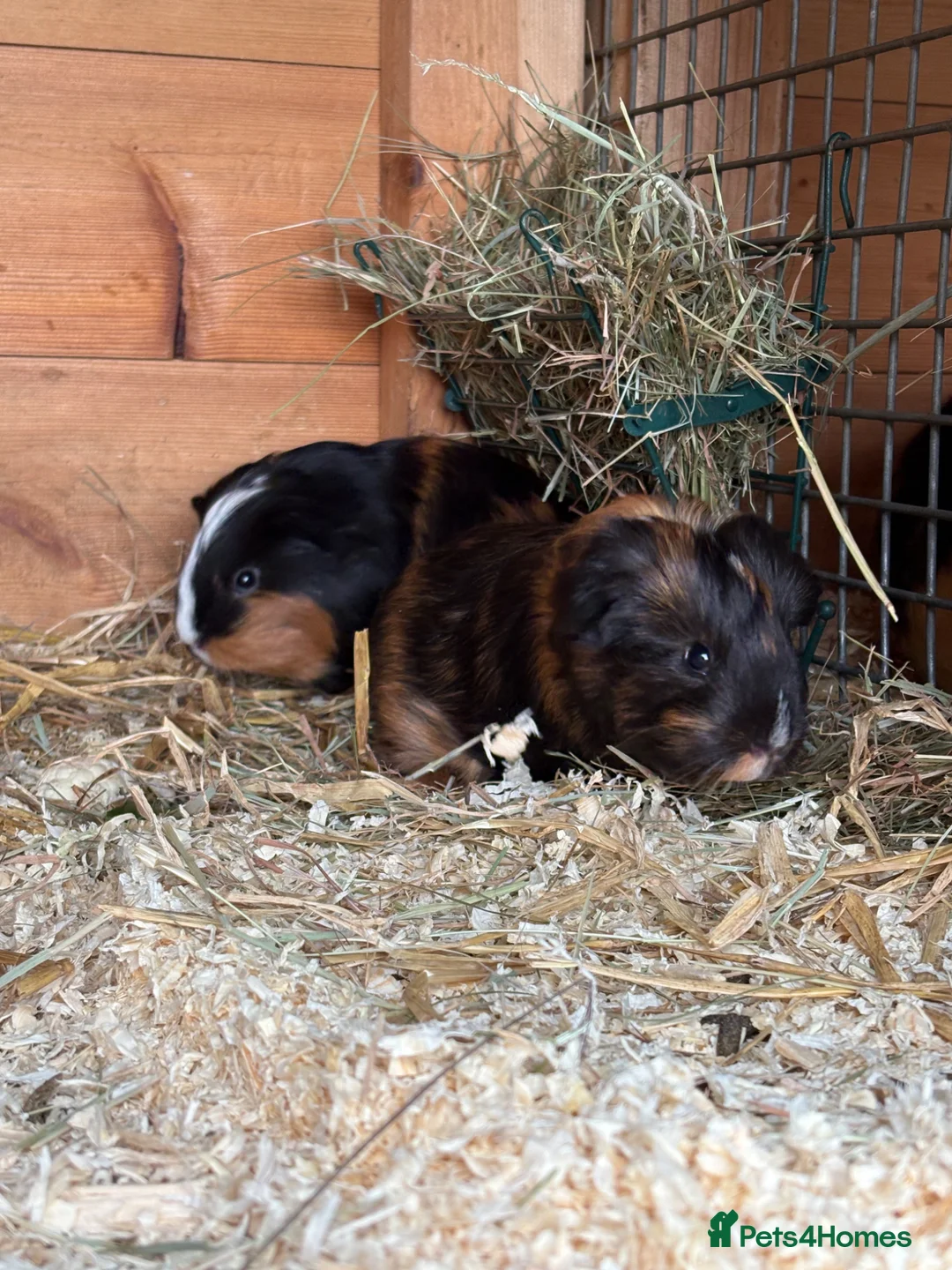 Guinea Pig rodents for sale: Young guinea pigs for sale  - Advert 1