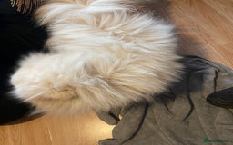 Pomeranian dogs for sale: Beautiful Pomerian Puppy’s  - Image 14