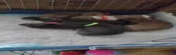 Italian Greyhound dogs for sale: 3/4 Italian Greyhound & 1/4 Whippet Puppies - Advert 7