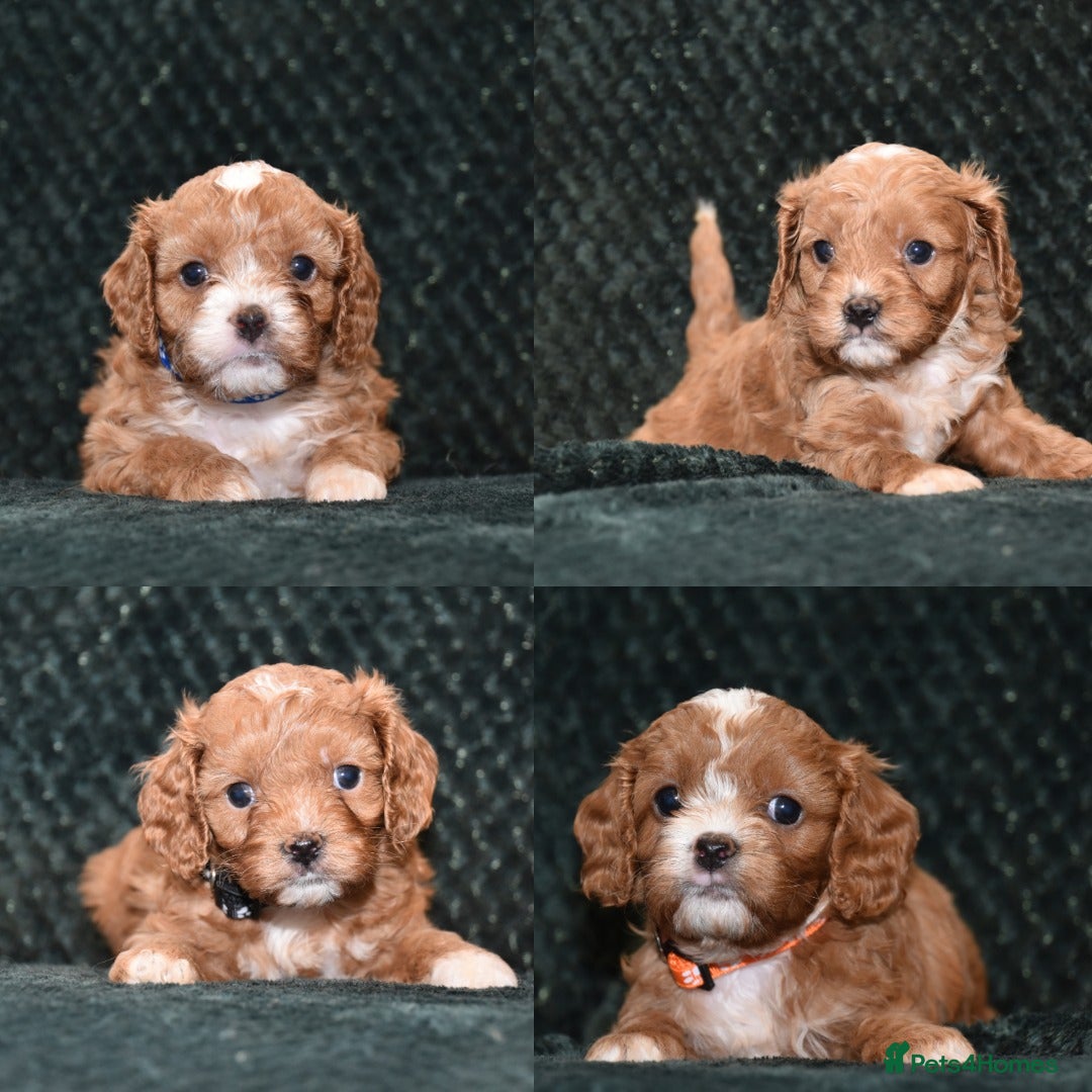 Cavapoo dogs F1 Toy Cavapoo Puppies Health Tested - Advert 15