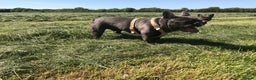 French Bulldog dogs for stud: Blue french bulldog stud boy package deal in Basildon - Advert 7