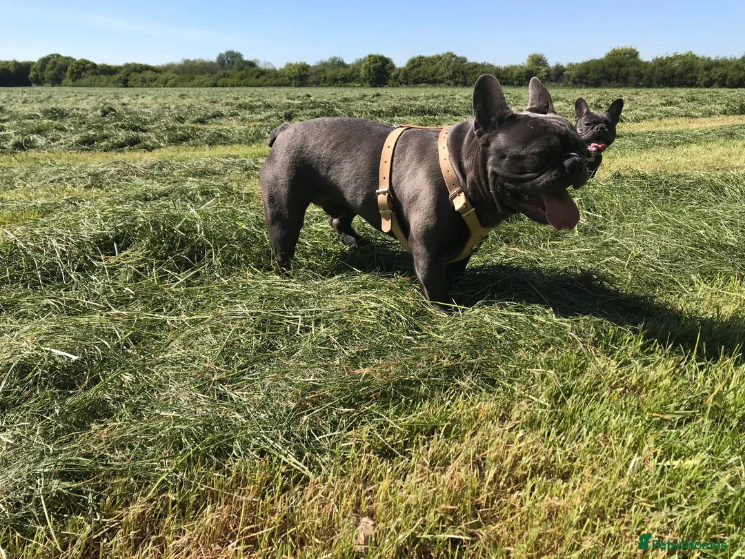 French Bulldog dogs for stud: Blue french bulldog stud boy package deal in Basildon - Advert 7