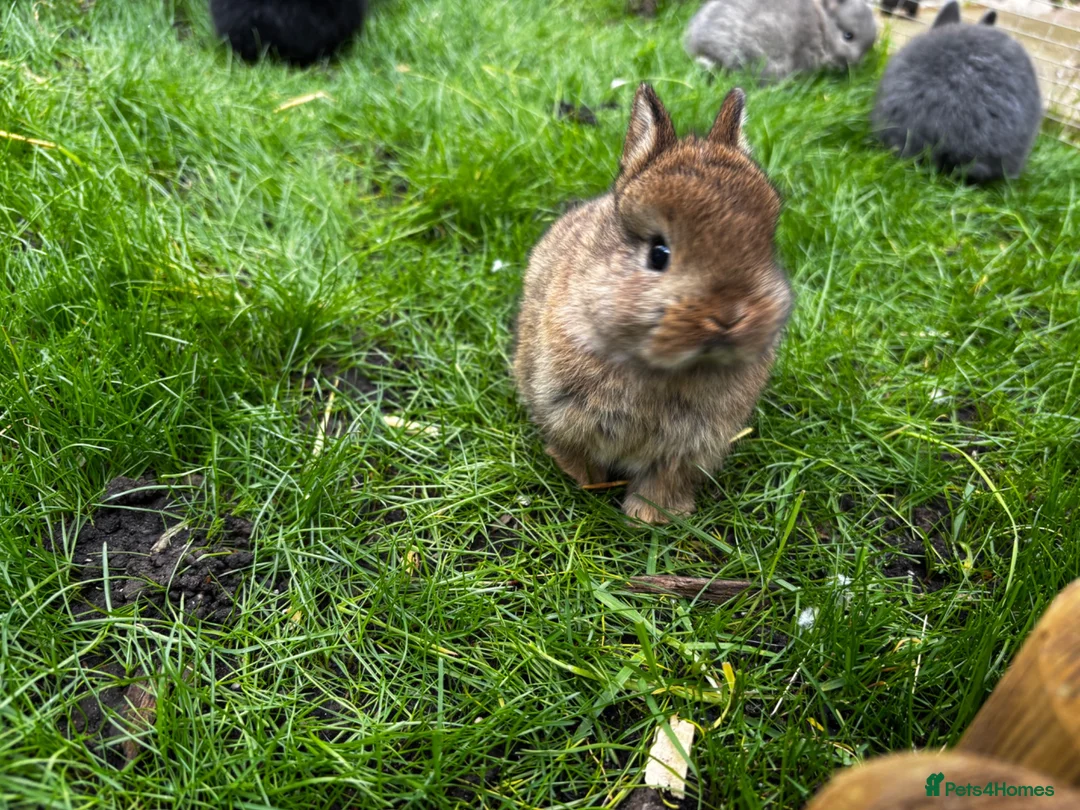 Netherland Dwarf rabbits for sale: Pure Netherland dwarf   - Advert 19