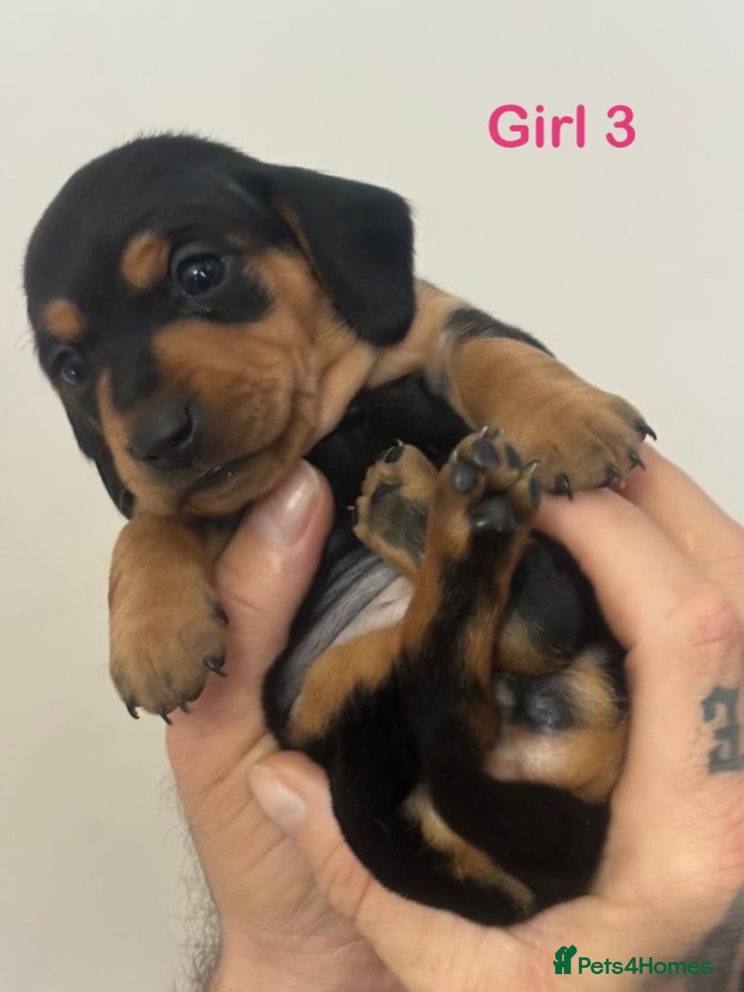 Miniature Dachshund dogs for sale: 5 Beautiful Miniature Dachshund’s  - Advert 2