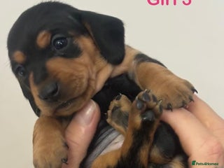 Miniature Dachshund dogs 5 Beautiful Miniature Dachshund’s - Advert 6