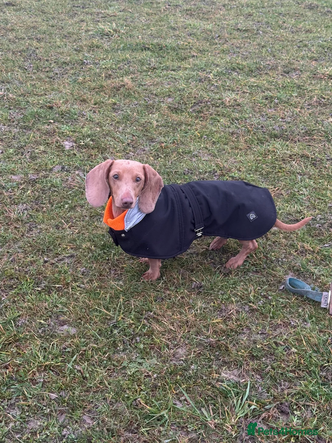 Miniature Dachshund dogs for stud: KING OF THE SAUSAGES  - Advert 2