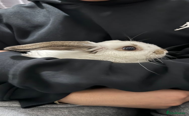 Dutch rabbits - Advert 15