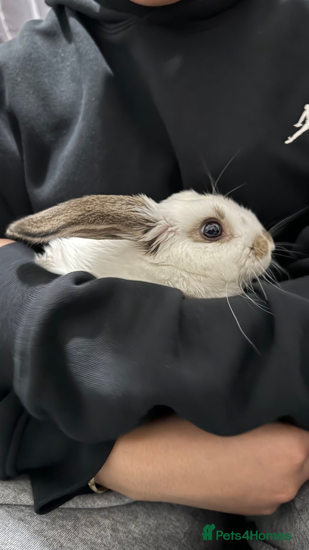 Dutch rabbits for sale: Dutch bunny - Image 1