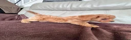 Toy Poodle dogs for sale: 5 Adorable Toy Poodle Puppies - Advert 18