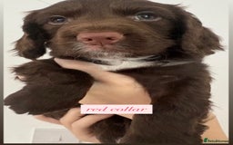 Sprocker dogs for sale: Sprocker puppies. Ready to leave 10th October.  - Image 27