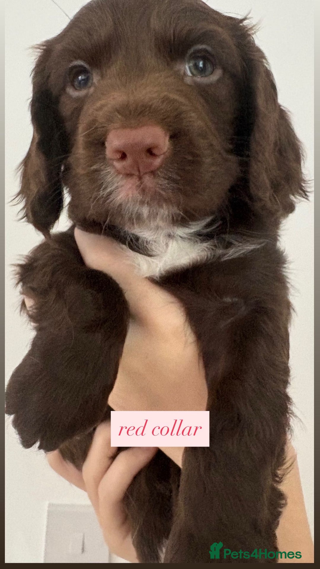 Sprocker dogs for sale: Sprocker puppies. Ready to leave 10th October.  - Image 27
