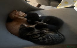 Domestic Shorthair cats for sale: 3 beautiful kittens for sale.  - Image 4