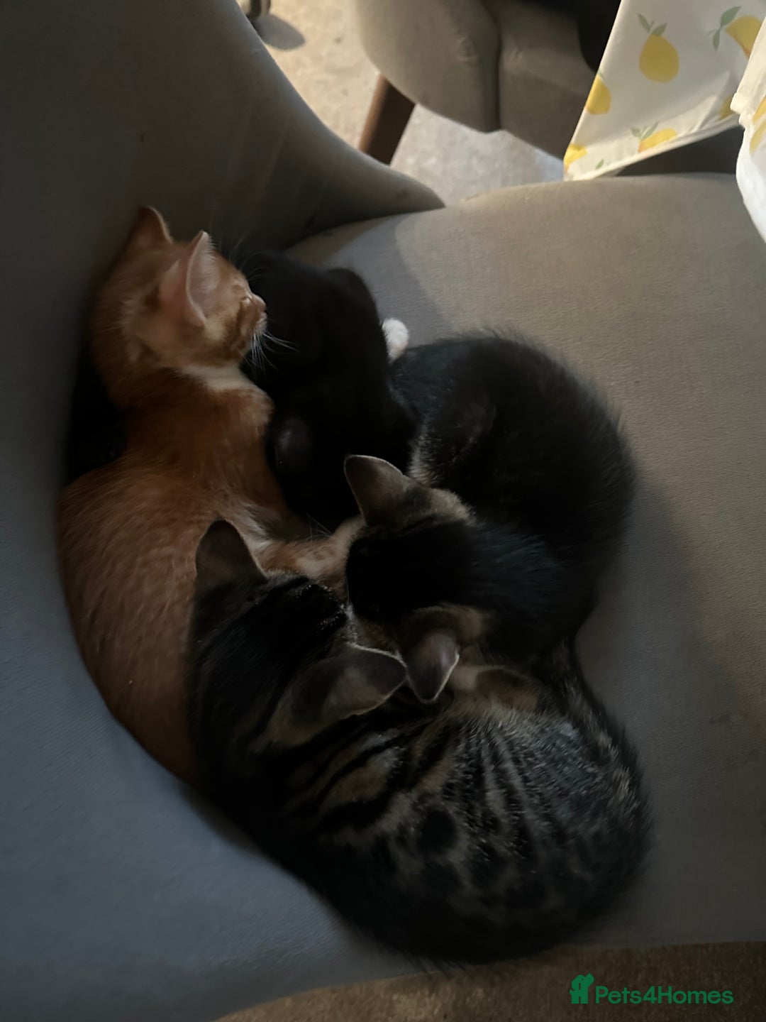 Domestic Shorthair cats for sale: 3 beautiful kittens for sale.  - Image 4