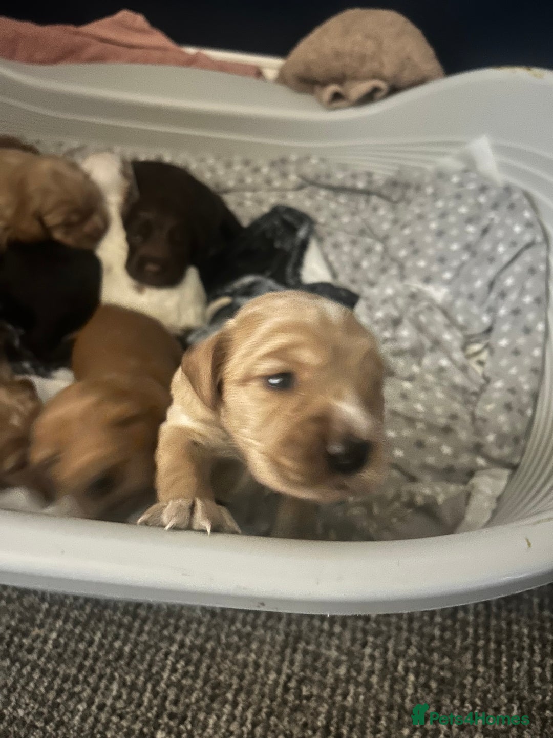 Cocker Spaniel dogs for sale: Cocker spaniel  - Advert 10