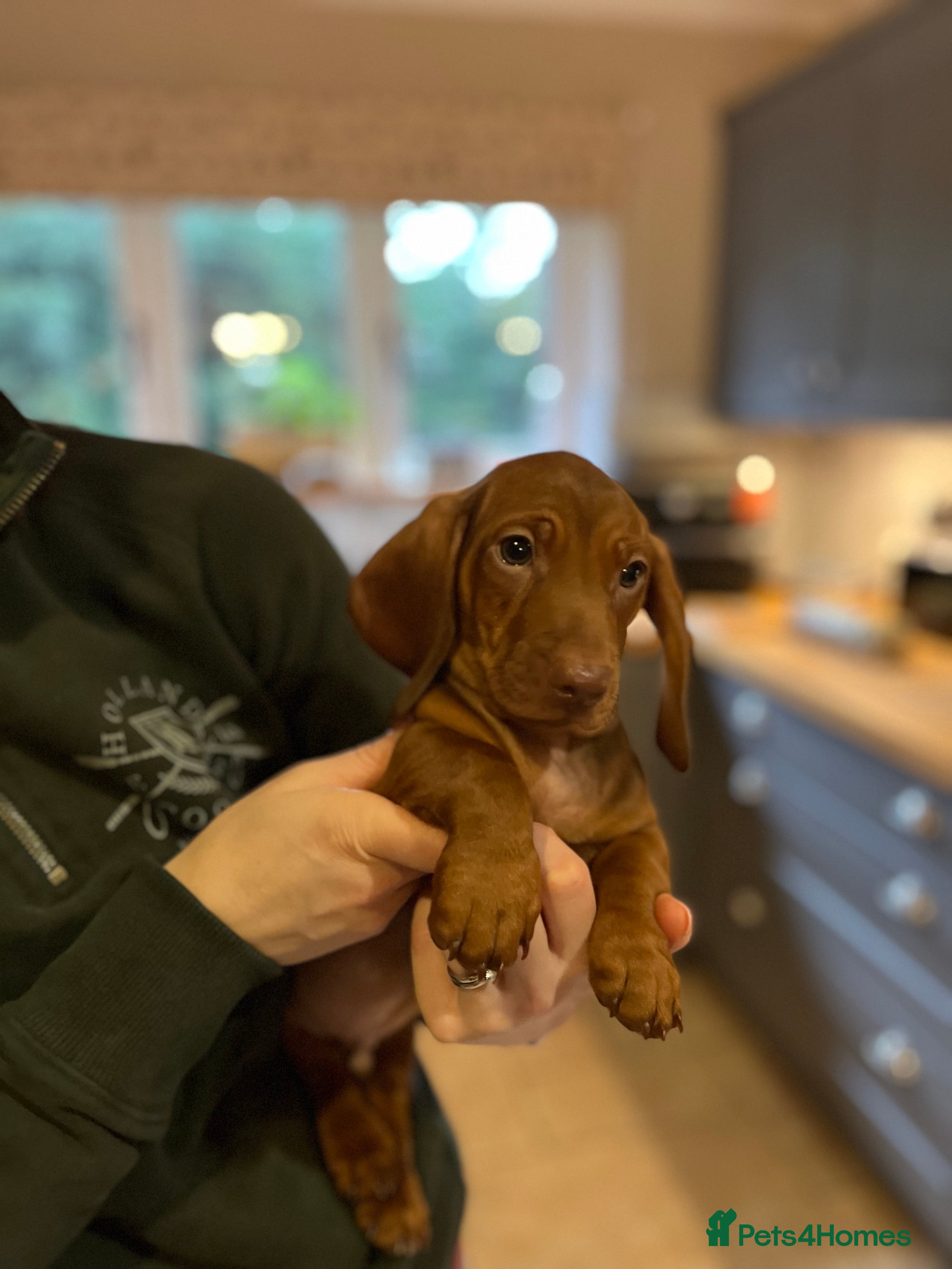 Dachshund dogs Beautiful dachshund pups  - Advert 16
