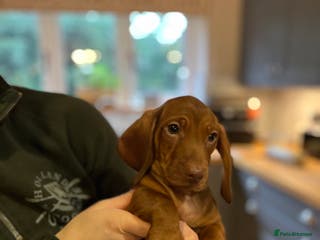 Dachshund dogs Beautiful dachshund pups - Advert 2