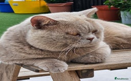 British Shorthair cats for sale: Chunky GCCF Registered Active Stud for Sale  - Image 8
