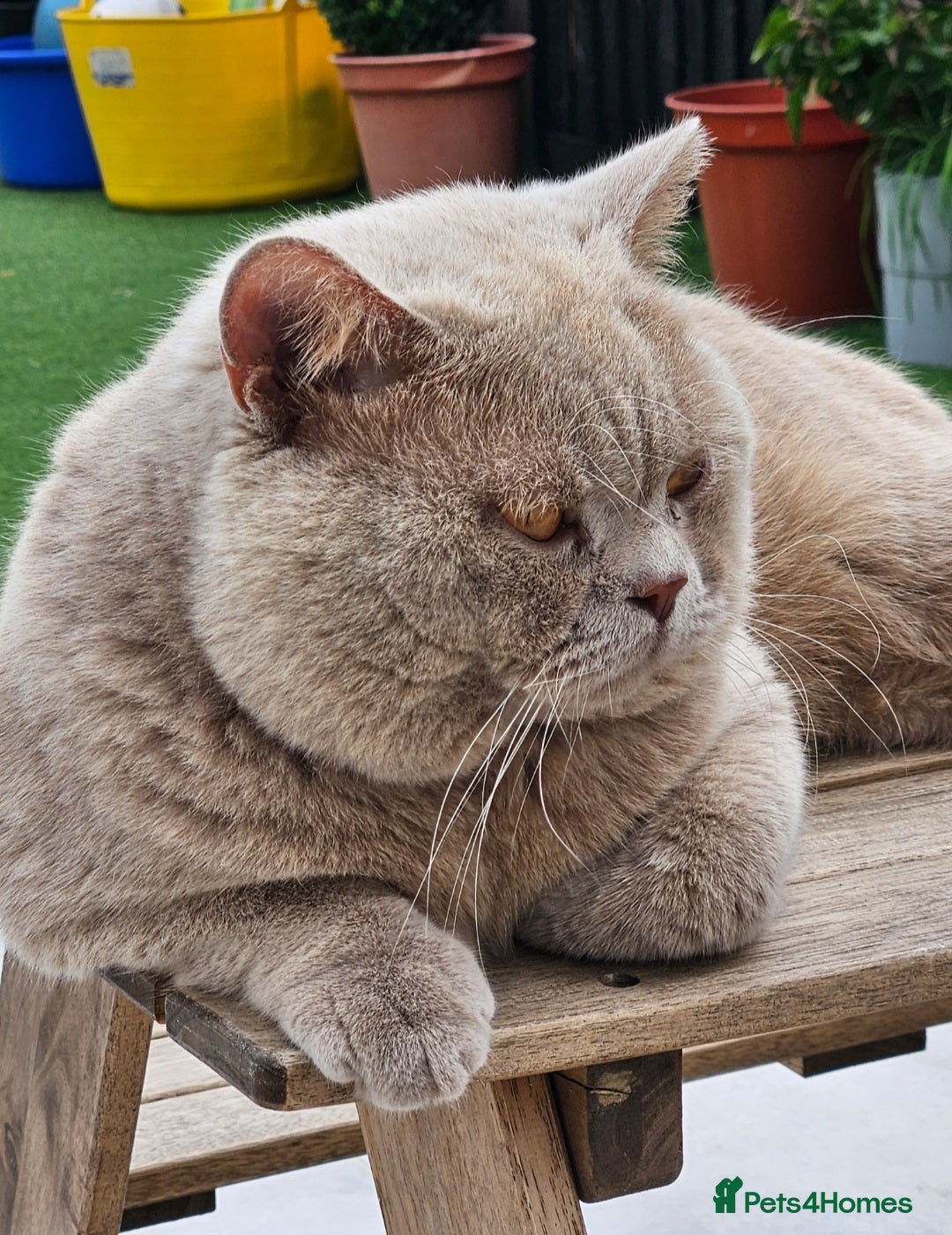 British Shorthair cats for sale: Chunky GCCF Registered Active Stud for Sale  - Image 8