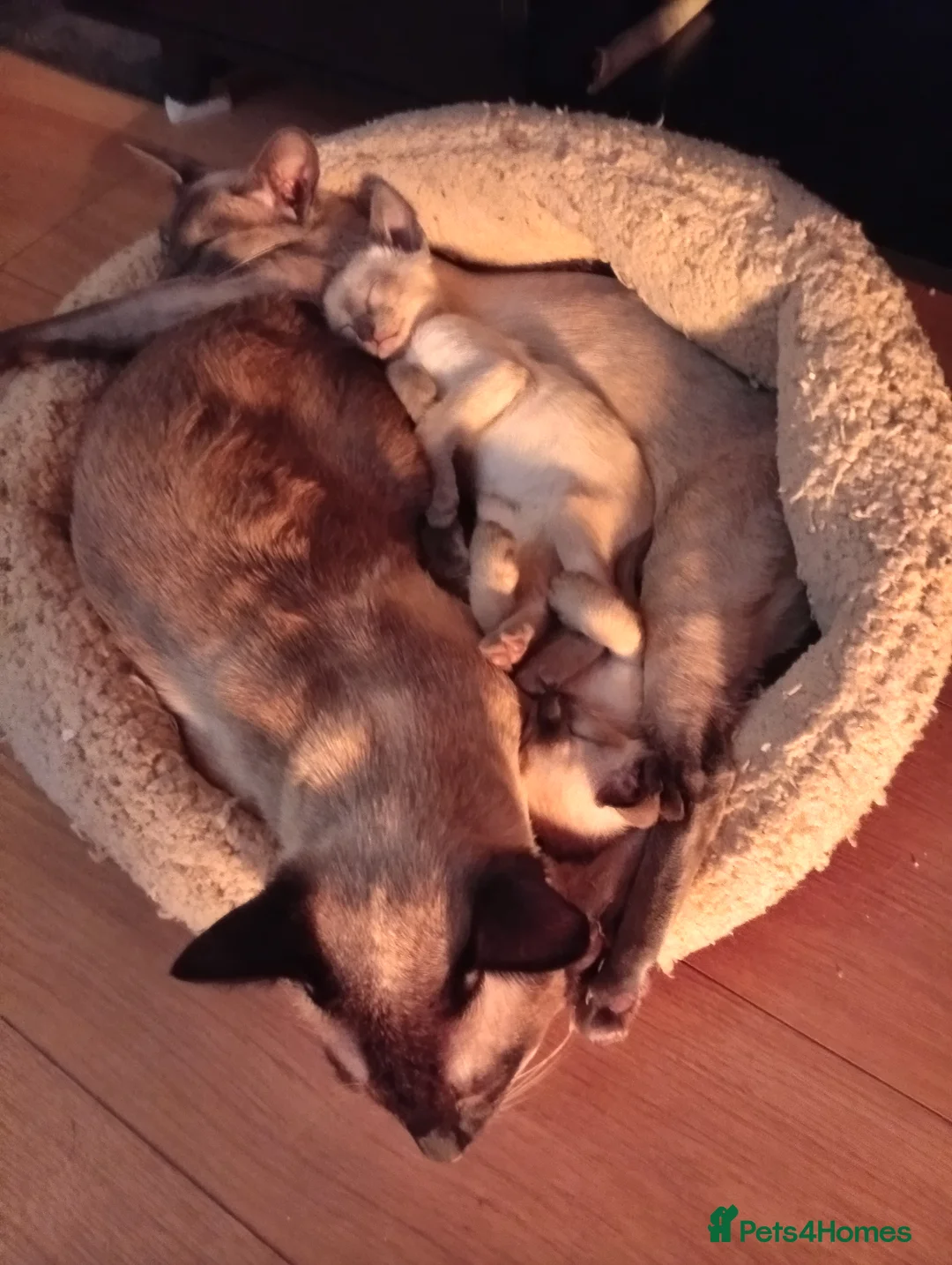 Siamese cats for sale: Gorgeous Siamese kittens!! - Advert 2