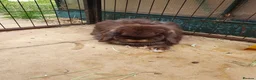 Mini Lop rabbits for sale: Spayed/neutered rabbits for adoption, vac Rhd2 - Advert 7