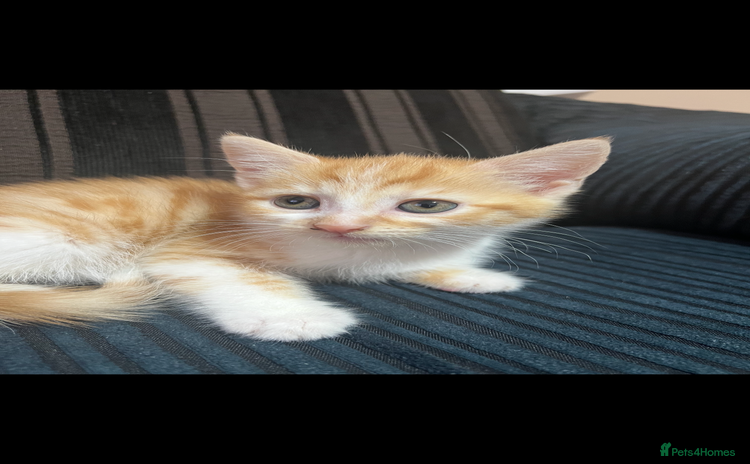 Mixed Breed cats - Advert 5