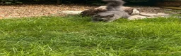 Maine Coon cats for sale: Maine Coon kittens - Advert 2