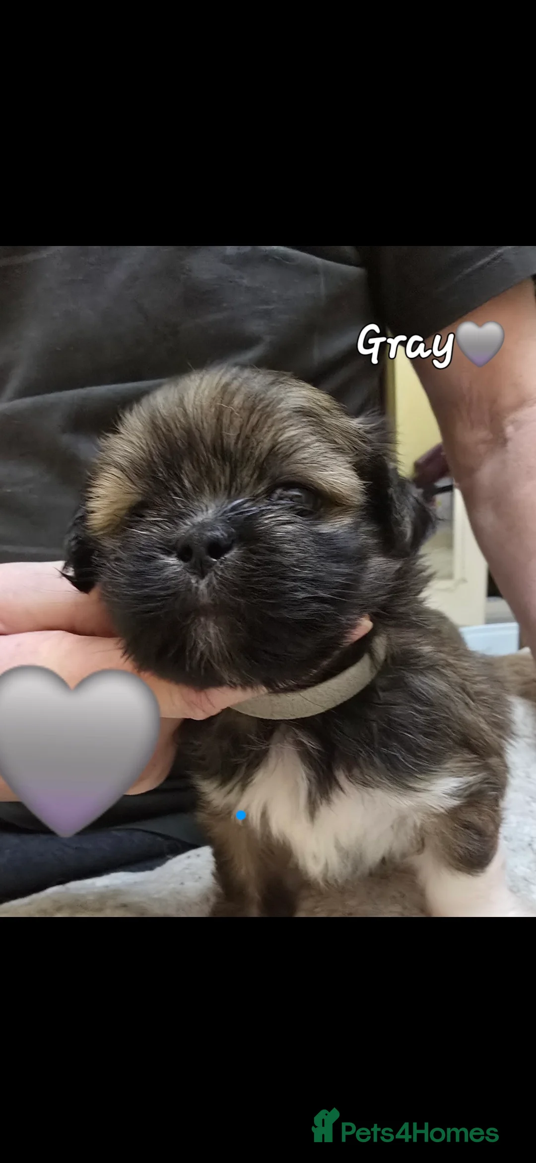 Lhasa Apso dogs for sale: Lhasa Apso Pups For Sale PARENTS PRA4 CLEAR  - Advert 3