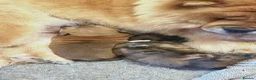 Chow Chow dogs for sale: Kc Registered Chow Chow Pups - Advert 24
