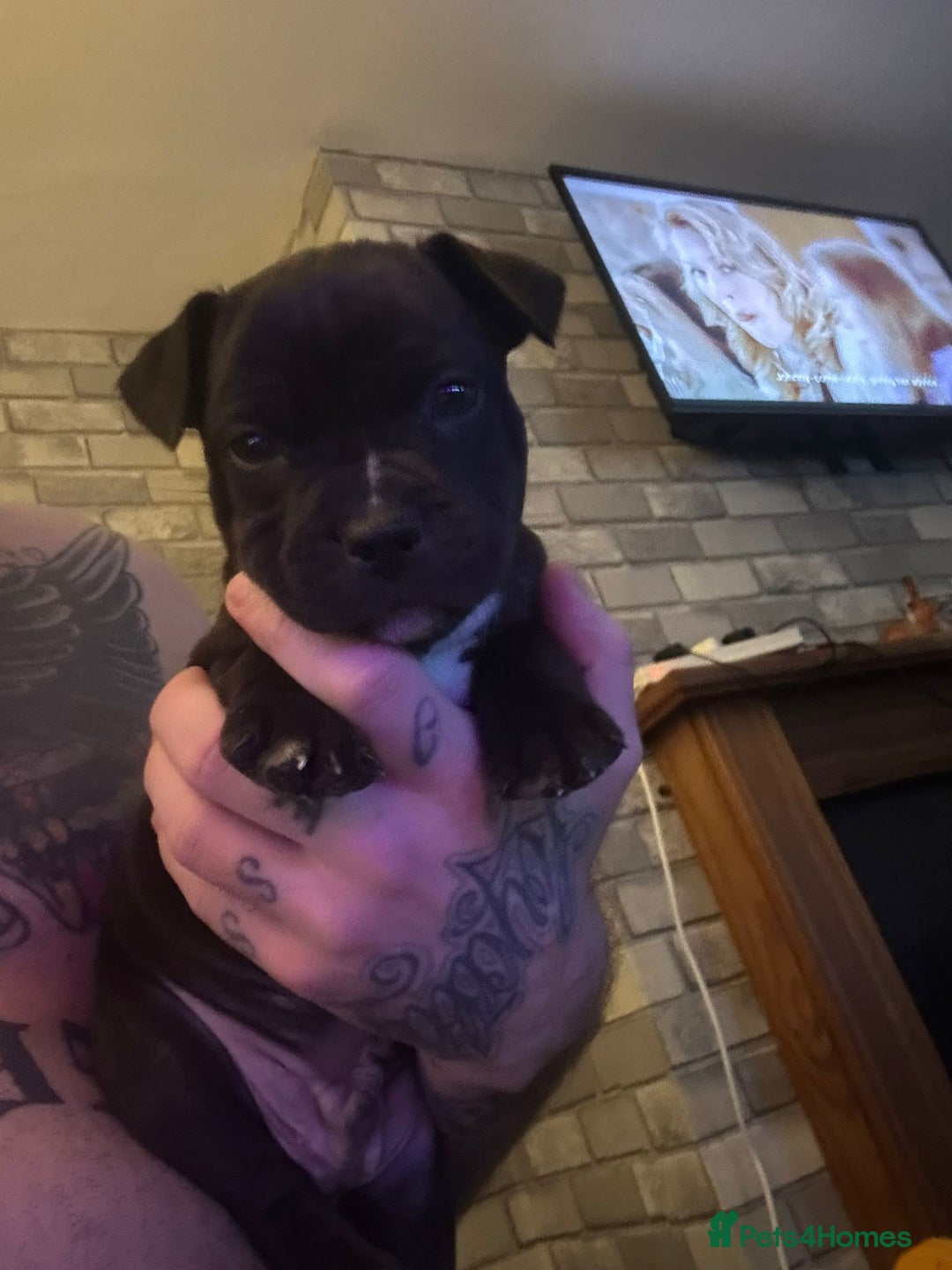 Staffordshire Bull Terrier dogs for sale: Staffy puppies  - Advert 2